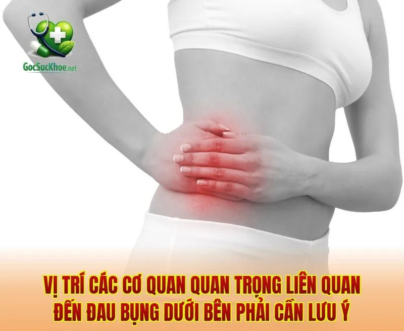 Vị trí các cơ quan quan trọng liên quan đến đau bụng dưới bên phải cần lưu ý